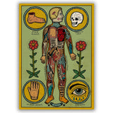 Anatomia de un Cuerpo Sesi