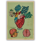 Lamina Anatomía Corazón Florio