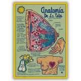 Anatomía de la Teta