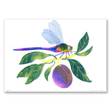 A Libelinha e a Ameixa - risograph